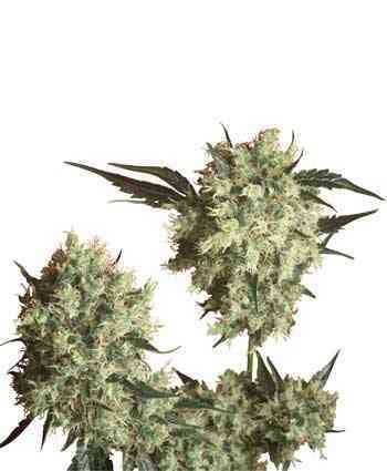 Marleys Collie > Sensi Seeds | Regular Marijuana   |  Hybrid